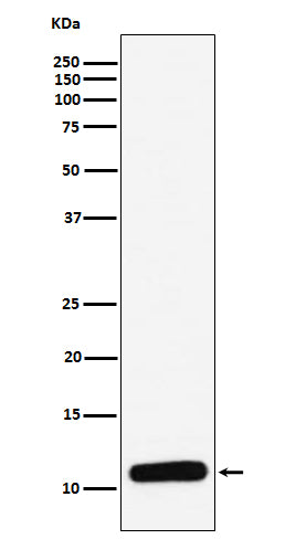 PF4 (3J12) Rabbit Monoclonal Antibody