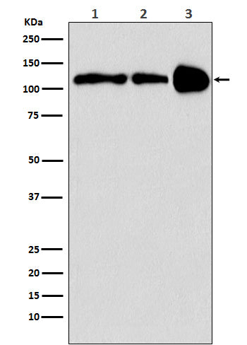 PGC1 beta (19E7) Rabbit Monoclonal Antibody