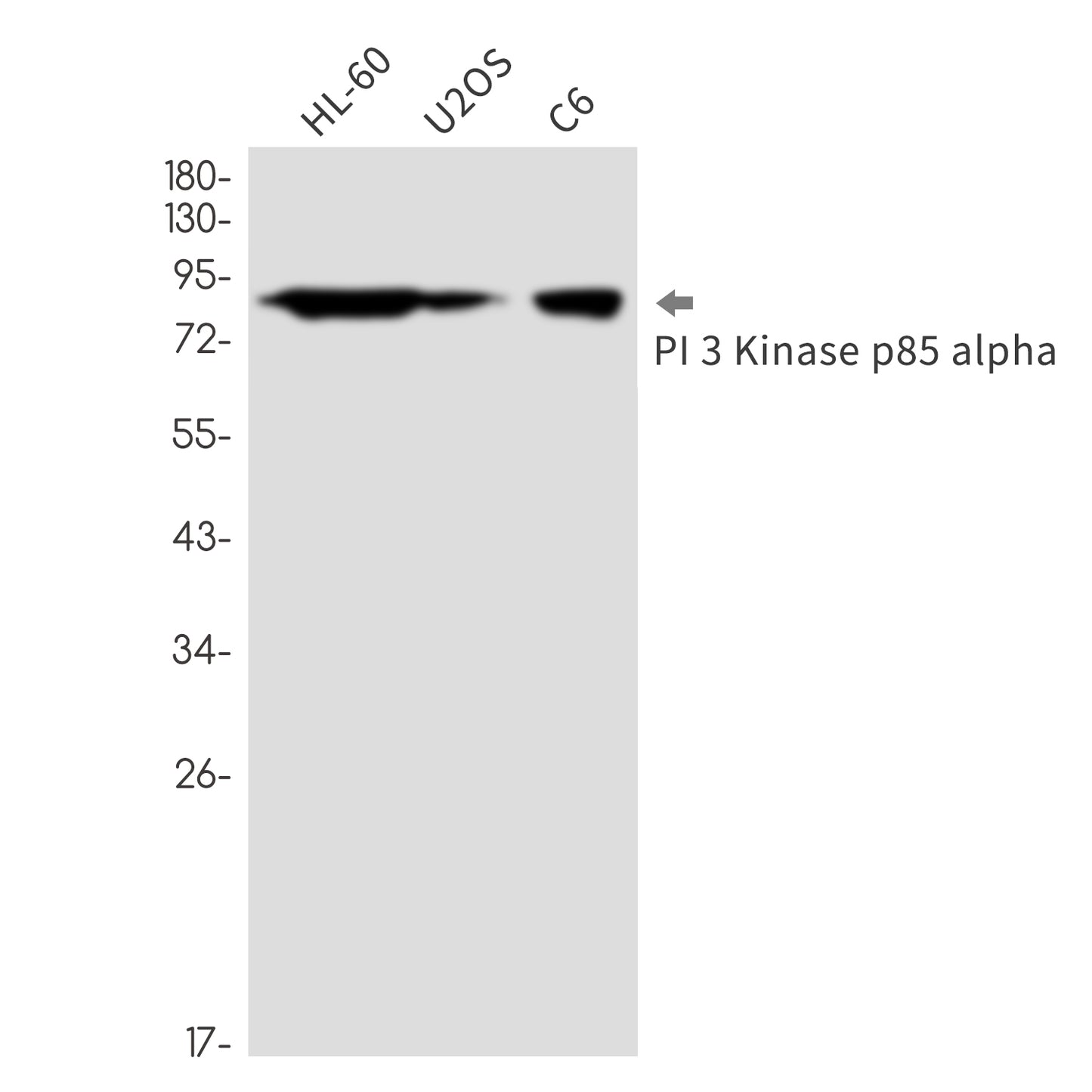 PI 3 Kinase p85 alpha (17X10) Rabbit Monoclonal Antibody