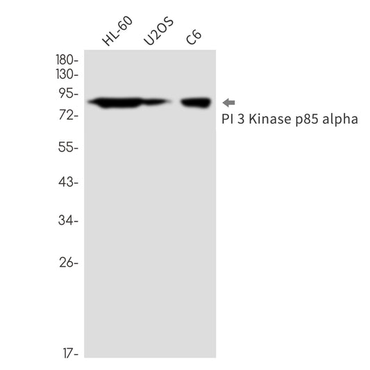 PI 3 Kinase p85 alpha (17X10) Rabbit Monoclonal Antibody