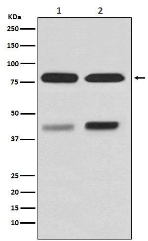 PKC beta 1 (9E18) Rabbit Monoclonal Antibody