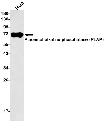 Placental alkaline phosphatase (PLAP) (2D4) Rabbit Monoclonal Antibody
