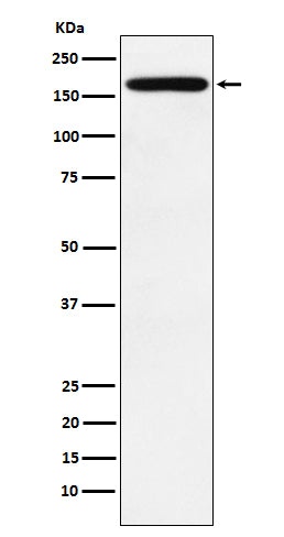 PODXL (13I5) Rabbit Monoclonal Antibody