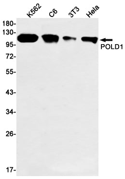 POLD1 (19G10) Rabbit Monoclonal Antibody
