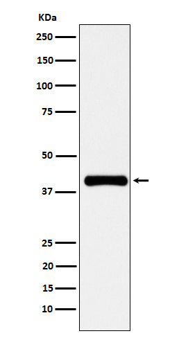PON1 (19X7) Rabbit Monoclonal Antibody