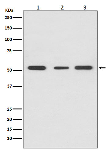 PPAR gamma (19M16) Rabbit Monoclonal Antibody