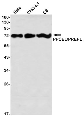 PREPL (12J1) Rabbit Monoclonal Antibody