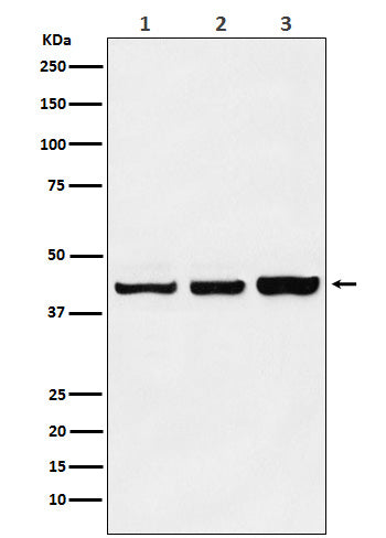 PRMT6 (3R13) Rabbit Monoclonal Antibody