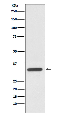 pro Caspase 7 (10O2) Rabbit Monoclonal Antibody