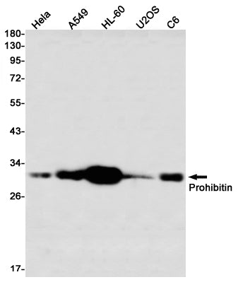 Prohibitin (15G5) Rabbit Monoclonal Antibody