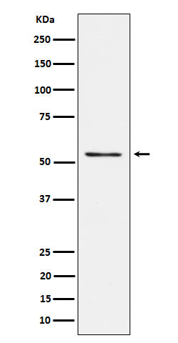 Prostein (16Q10) Rabbit Monoclonal Antibody