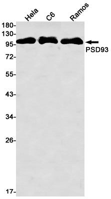 PSD93 (10L1) Rabbit Monoclonal Antibody