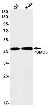 PSMC5 (17I3) Rabbit Monoclonal Antibody