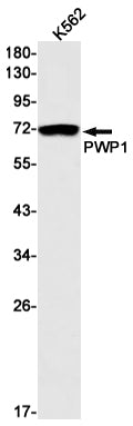 PWP1 (16C6) Rabbit Monoclonal Antibody