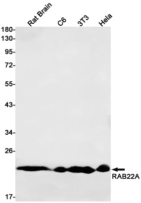 RAB22A (5R13) Rabbit Monoclonal Antibody
