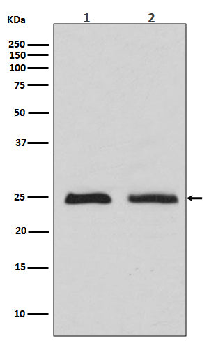 Rab4 (18S8) Rabbit Monoclonal Antibody