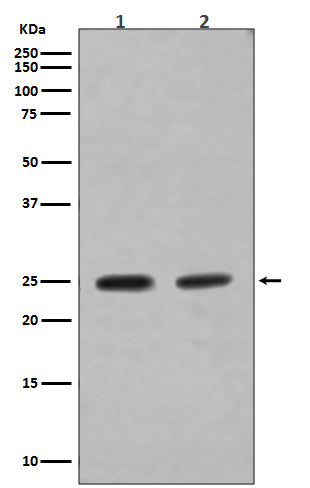 Rab4A (17S4) Rabbit Monoclonal Antibody