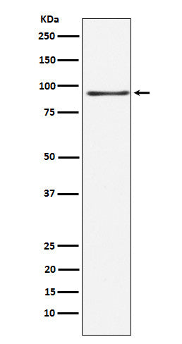 RANBP3 (10P2) Rabbit Monoclonal Antibody