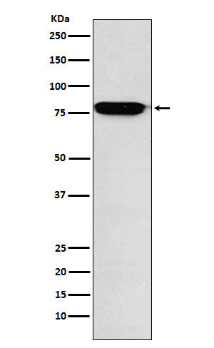 RANK (2G8) Rabbit Monoclonal Antibody