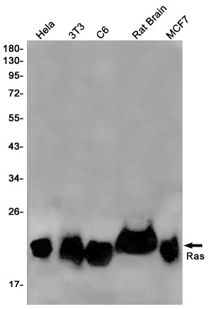 Ras (18R4) Rabbit Monoclonal Antibody
