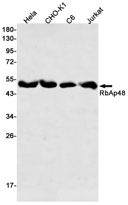 RbAp48 (2V2) Rabbit Monoclonal Antibody