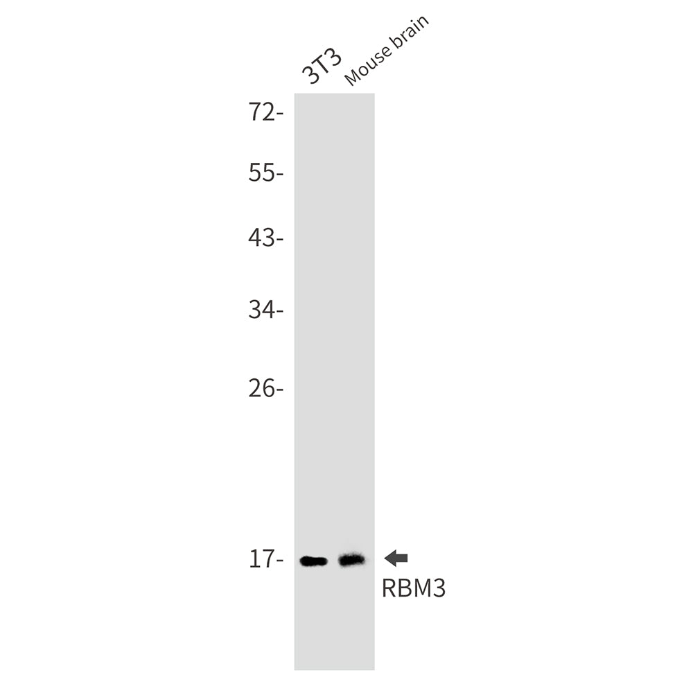 RBM3 (18E7) Rabbit Monoclonal Antibody
