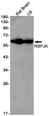 RBPJK (1D2) Rabbit Monoclonal Antibody