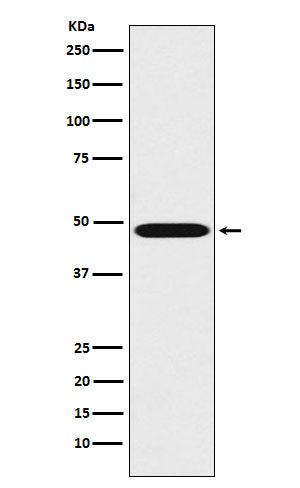 Renin (11L9) Rabbit Monoclonal Antibody