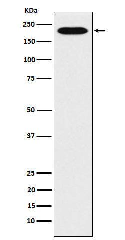 RhoGAP (11C13) Rabbit Monoclonal Antibody