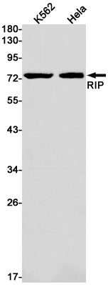 RIP (16M11) Rabbit Monoclonal Antibody
