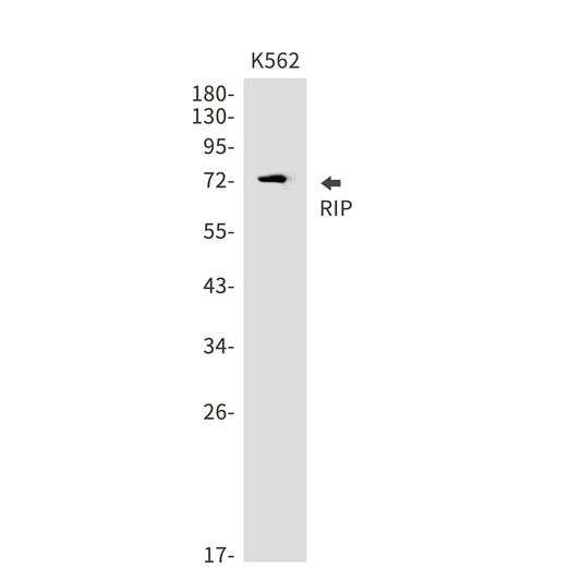 RIP (1Z2) Rabbit Monoclonal Antibody