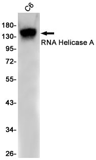 RNA Helicase A (4L3) Rabbit Monoclonal Antibody