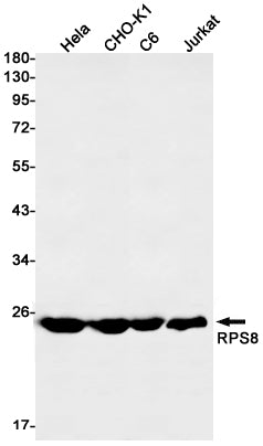 RPS8 (9W6) Rabbit Monoclonal Antibody