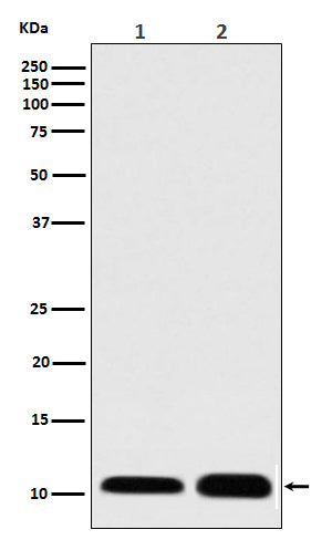 S100 (1E16) Rabbit Monoclonal Antibody