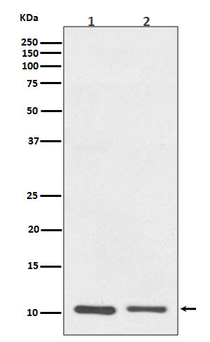 S100A10 (14G7) Rabbit Monoclonal Antibody