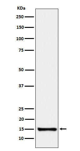 SAA4 (11R1) Rabbit Monoclonal Antibody