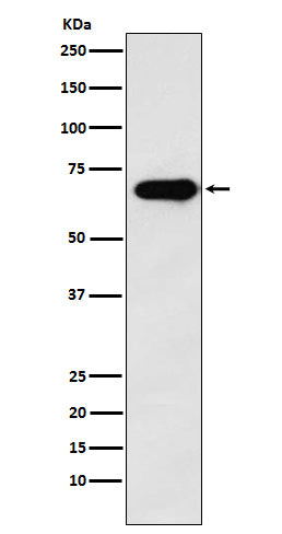 SAM68 (1C18) Rabbit Monoclonal Antibody
