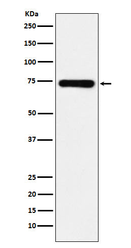 SAMHD1 (14G15) Rabbit Monoclonal Antibody