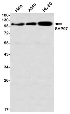 SAP97 (17L12) Rabbit Monoclonal Antibody
