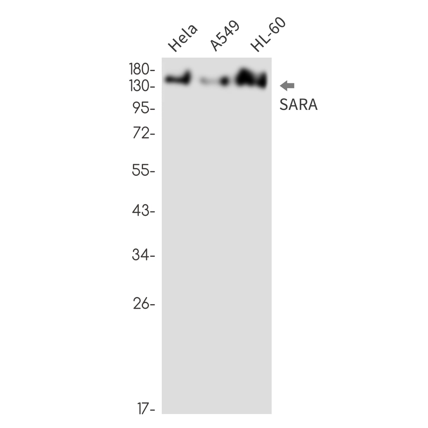 SARA (2P2) Rabbit Monoclonal Antibody
