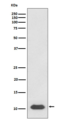 SDF1 (12B8) Rabbit Monoclonal Antibody