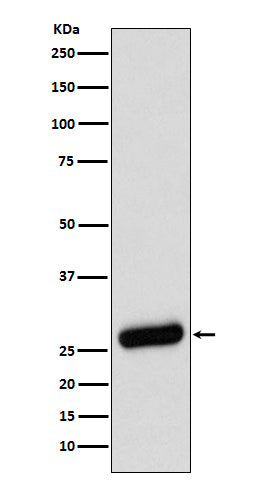 SDHB (5N7) Rabbit Monoclonal Antibody