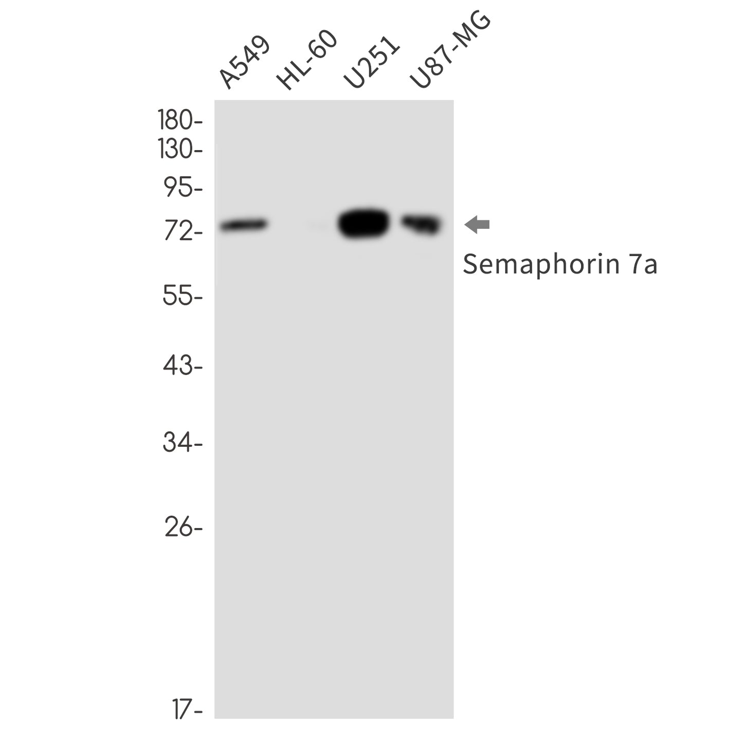 Semaphorin 7A (9X9) Rabbit Monoclonal Antibody