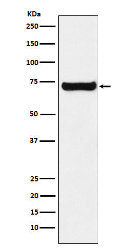 SESN1 (2D5) Rabbit Monoclonal Antibody