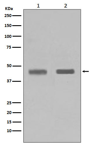 SETD7 (8Y15) Rabbit Monoclonal Antibody