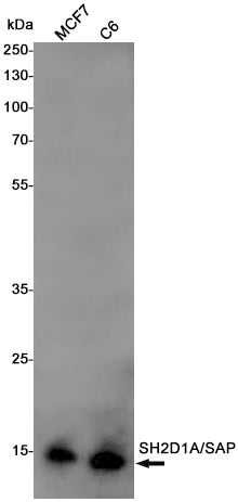 SH2D1A (7N13) Rabbit Monoclonal Antibody