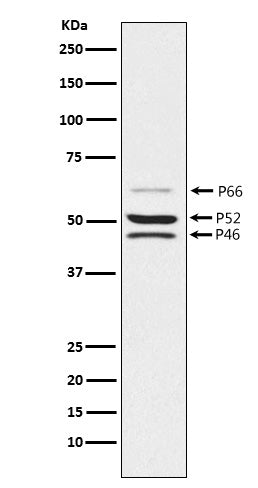 SHC (17A9) Rabbit Monoclonal Antibody