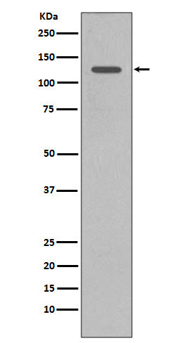 SHIP (11I8) Rabbit Monoclonal Antibody