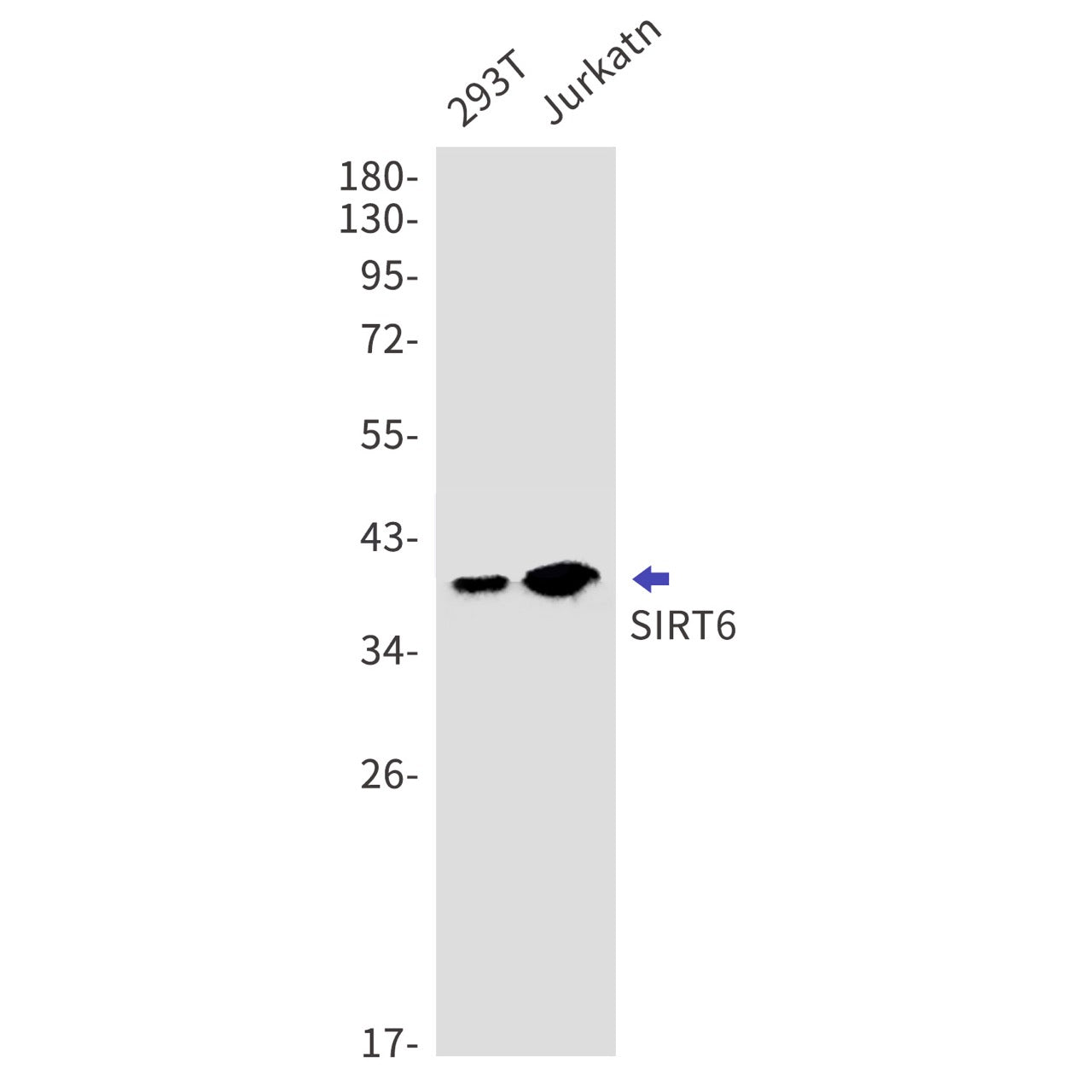 SIRT6 (10O9) Rabbit Monoclonal Antibody