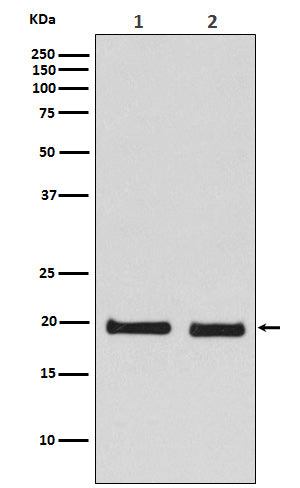 Skp1 (15O8) Rabbit Monoclonal Antibody